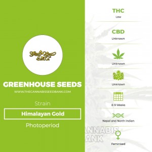 Himalayan Gold (Greenhouse Seed Co.) - The Cannabis Seedbank