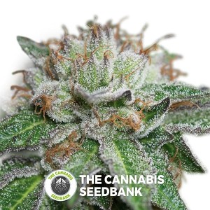 Bubba Kush Regular Seeds Humboldt Seeds