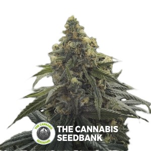 Desert Diesel Feminised Humboldt Seeds