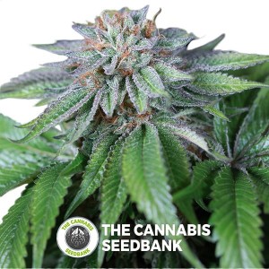 Ewe-2 Feminised Humboldt Seeds