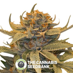 Lost Coast Hashplant Feminised Humboldt Seeds