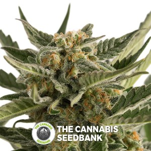 Lost Coast Skunk Autoflowering Humboldt Seeds