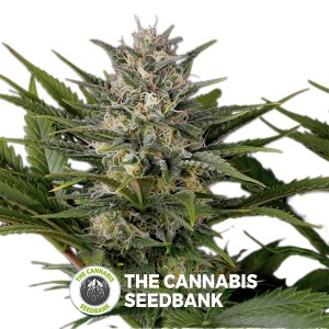 Pineapple Skunk Feminised Humboldt Seeds