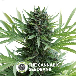 Sour Diesel AUTO Feminised Humboldt Seeds