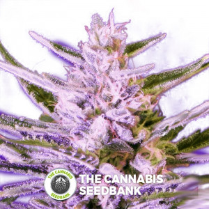 Ice Bomb - Feminised Cannabis Seeds - Bomb Seeds