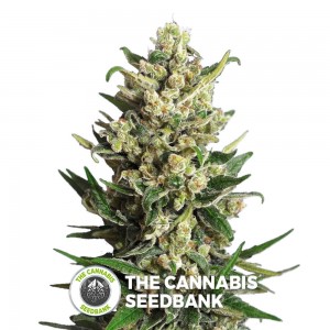 Ice Kush (Advanced Seeds) - The Cannabis Seedbank