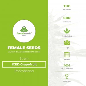 ICED Grapefruit (Female Seeds) - The Cannabis Seedbank