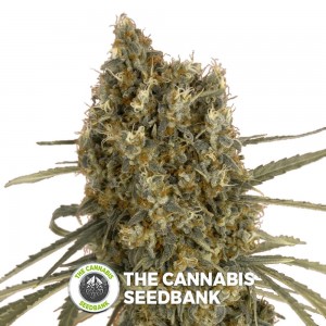 Jack Herer Auto (Advanced Seeds) - The Cannabis Seedbank