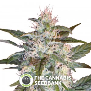 Kaya 47 (Advanced Seeds) - The Cannabis Seedbank
