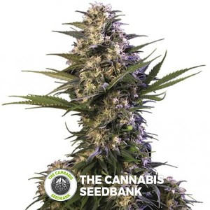 Kraken (Buddha Seeds) - The Cannabis Seedbank