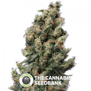 Kushage (T.H. Seeds) - The Cannabis Seedbank