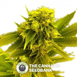 Leonarda (710 Genetics) - The Cannabis Seedbank