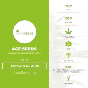 Malawi x NL Auto (Ace Seeds) - The Cannabis Seedbank