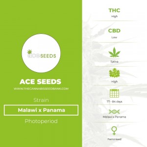 Malawi x Panama (Ace Seeds) - The Cannabis Seedbank