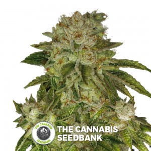 MK - Ultra Kush Auto (T.H. Seeds) - The Cannabis Seedbank