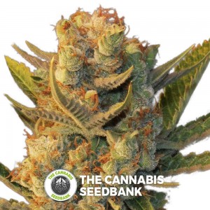 MK - Ultra Kush x Bubble (T.H. Seeds) - The Cannabis Seedbank