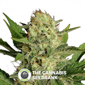 Motavation - Feminised - Serious Seeds