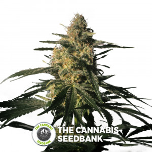 Nightingale (NN1) - Feminised - Medical Marijuana Genetics