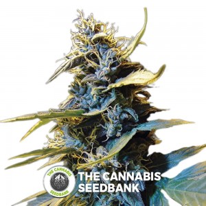 Northern Hog Auto (T.H. Seeds) - The Cannabis Seedbank