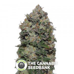 Northern Lights (00 Seeds) - The Cannabis Seedbank