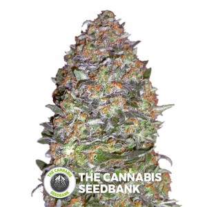 NYC Diesel Auto (Advanced Seeds) - The Cannabis Seedbank