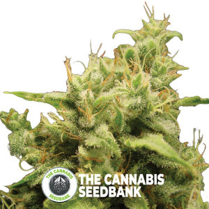 Opium - Feminised - Paradise Seeds