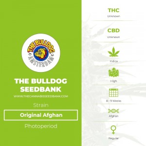 Original Afghan Regular (The Bulldog Seedbank) - The Cannabis Seedbank