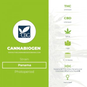 Panama (Cannabiogen) - The Cannabis Seedbank