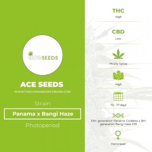Panama x Bangi Haze (Ace Seeds) - The Cannabis Seedbank