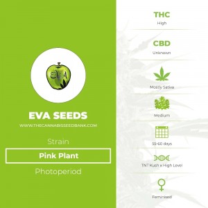 Pink Plant (Eva Seeds) - The Cannabis Seedbank