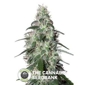 Pulsar (Buddha Seeds) - The Cannabis Seedbank