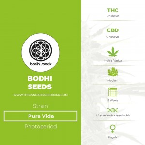 Pura Vida Regular (Bodhi Seeds) - The Cannabis Seedbank