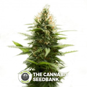 Pure Jack (710 Genetics) - The Cannabis Seedbank