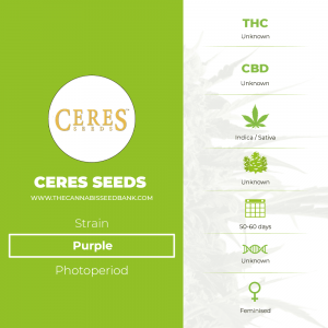 Purple (Ceres Seeds) - The Cannabis Seedbank
