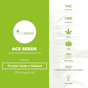 Purple Haze x Malawi (Ace Seeds) - The Cannabis Seedbank