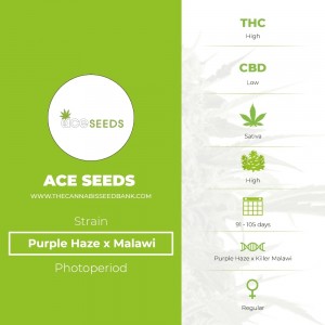 Purple Haze x Malawi Regular (Ace Seeds) - The Cannabis Seedbank