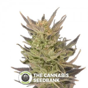 Purps (710 Genetics) - The Cannabis Seedbank