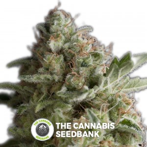 American Pie (Pyramid Seeds) - The Cannabis Seedbank