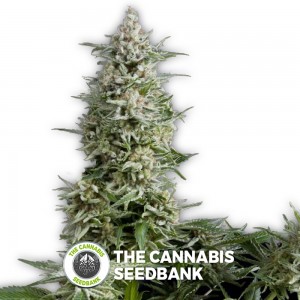 Amnesia Gold (Pyramid Seeds) - The Cannabis Seedbank