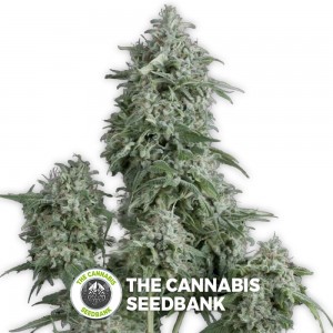 Anubis (Pyramid Seeds) - The Cannabis Seedbank