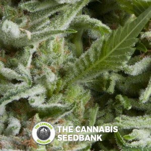 Alpujarrena (Pyramid Seeds) - The Cannabis Seedbank