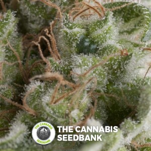 American Pie Auto (Pyramid Seeds) - The Cannabis Seedbank