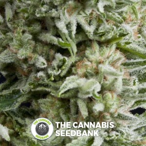 Amnesia Gold Auto (Pyramid Seeds) - The Cannabis Seedbank