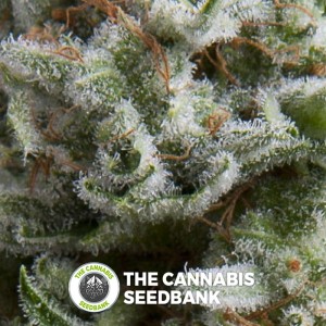 Anesthesia Auto (Pyramid Seeds) - The Cannabis Seedbank