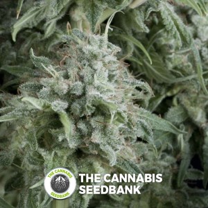 Anubis Auto (Pyramid Seeds) - The Cannabis Seedbank
