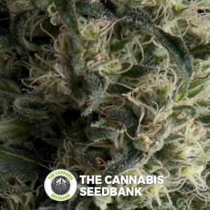 Galaxy Auto (Pyramid Seeds) - The Cannabis Seedbank