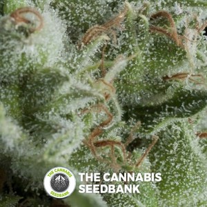 Kryptonite Auto (Pyramid Seeds) - The Cannabis Seedbank