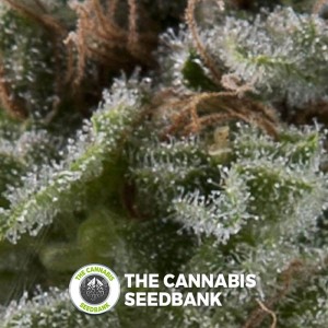 Lennon Auto (Pyramid Seeds) - The Cannabis Seedbank