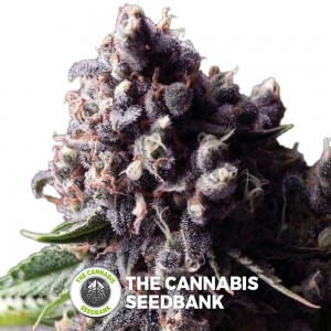 Purple Auto (Pyramid Seeds) - The Cannabis Seedbank