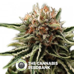 Shark Auto (Pyramid Seeds) - The Cannabis Seedbank